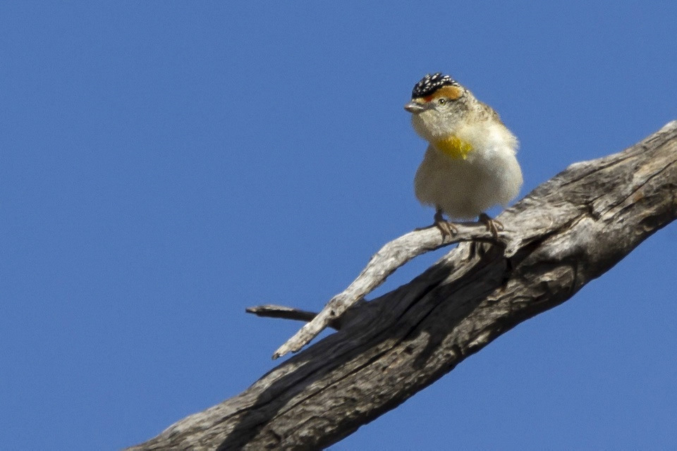 Red-browed Pardalote (Pardalotus rubricatus)